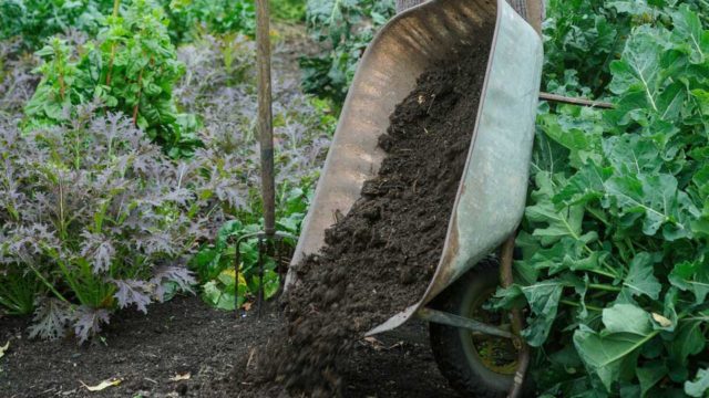 5 Benefits of Mulching for Your Home Garden