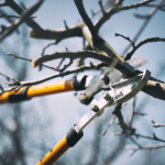 Close-Up of Tree Pruning Before Winter